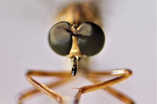 Réf. 200 112 : Leptogaster guttiventris